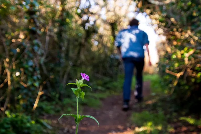 Wildflowers, Coast Path. 2020.
